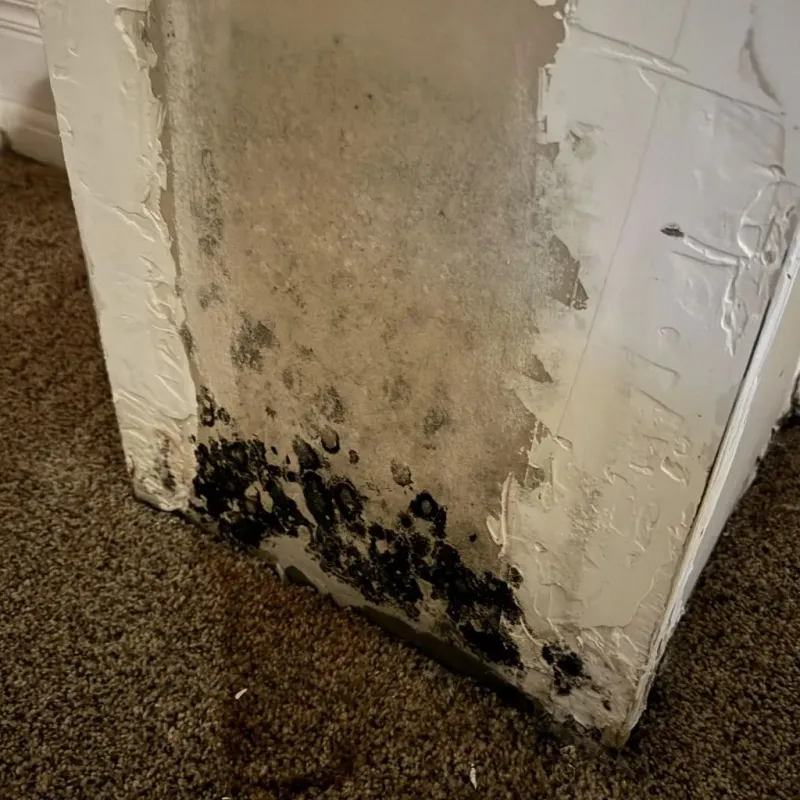 Professional Mold Removal in Mount Pleasant, PA